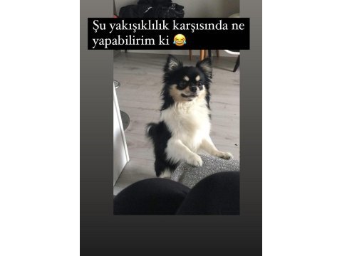 Elma kafa ve küt burun teacup chihuahua yavru