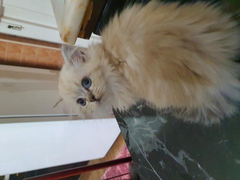 British longhair yavrular