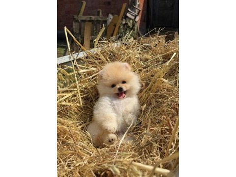 Gülen yüz ayı surat pomeranian boo