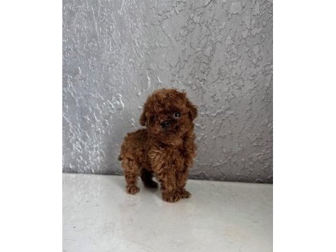 Teacup kore toy poodle bebekler