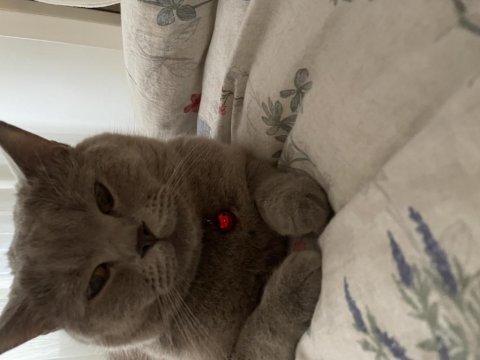 Oğlum a yuva arıyoruz british shorthair