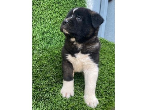 Muhteşem güzellikte akita kurdu yavruları