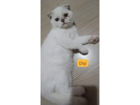 Scottish fold 3 aylık kedimiz