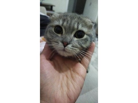 Scottish fold