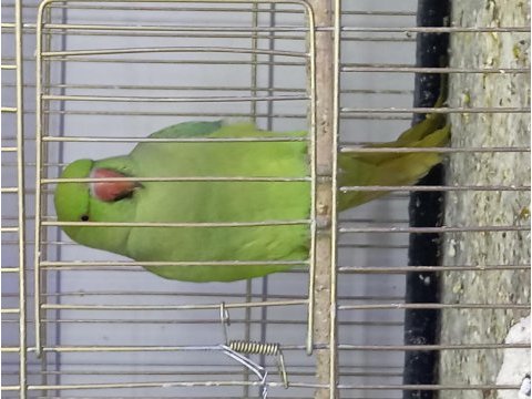Pakistan papağanı yavru