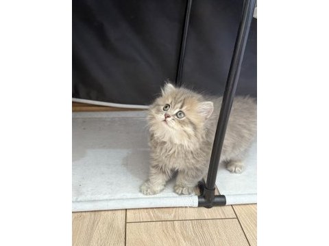 Dünya tatlısı british longhair yavrular