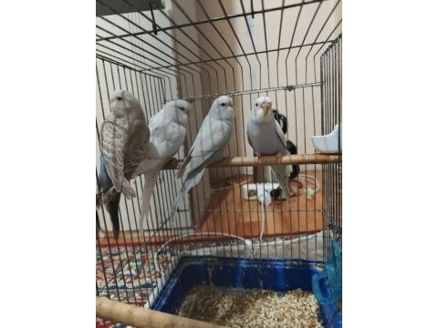 Sağlıklı muhabbet kuşları ister toplu ister tek tek