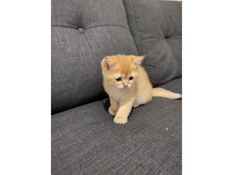 Yavru british shorthair