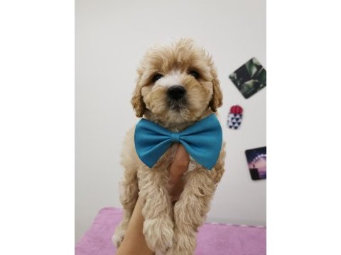Maltipoo adrese teslim, kapıda ödeme yapabilirsiniz