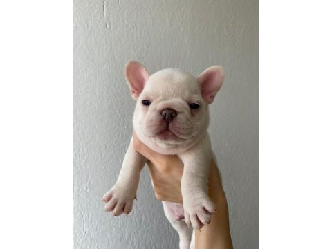 A kalite french bulldog yavrular için iletişime geçin