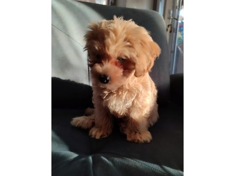 Maltipoo 3 aylık erkek