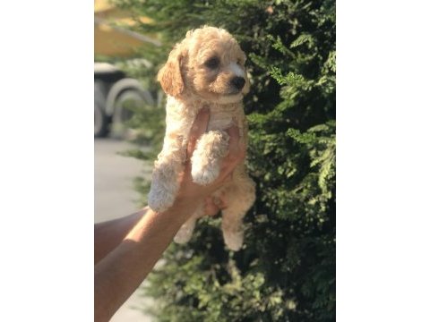 Poodle ayarında harika maltipoo yavruları