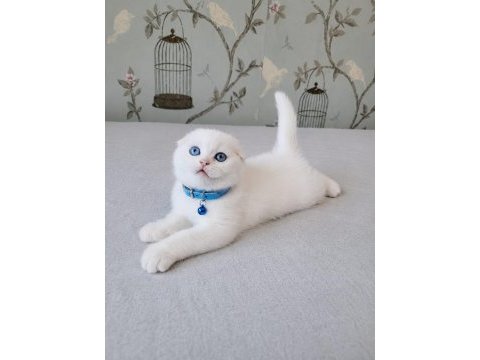 Beyaz mavi gözlü scottish fold bebekler