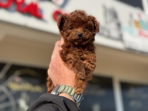 Petmode köpek çiftliğinden tea cup poodle yavrular
