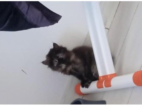 Son 1 yavru persian