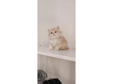 Özel renk chocolate golden british longhair