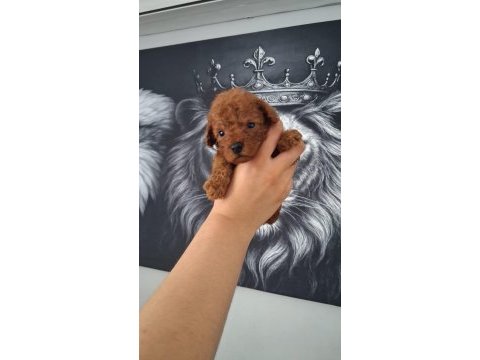 Toy poodle yavruları