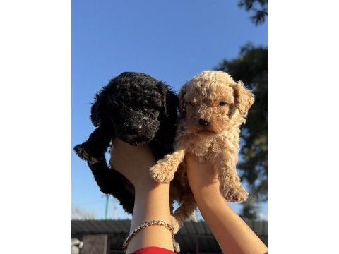 Siyah toy poodle bebekler ruhsatlı çiftlik 