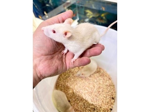 Rat hamster