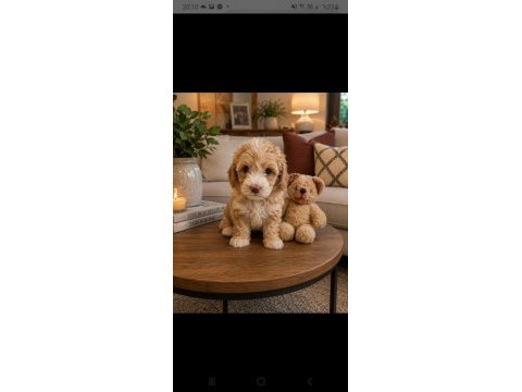 Maltipoo minik köpekler
