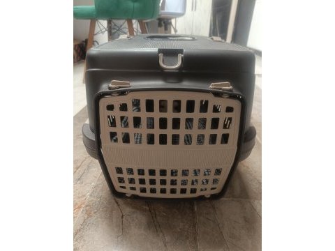 British shorthair 6 aylık