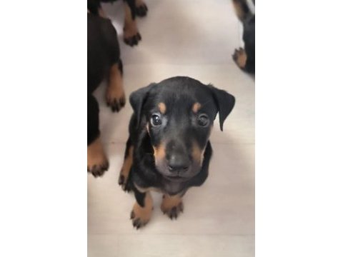Kaliteli doberman yavruları