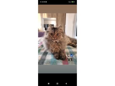 Chinchilla oğlumuza eş