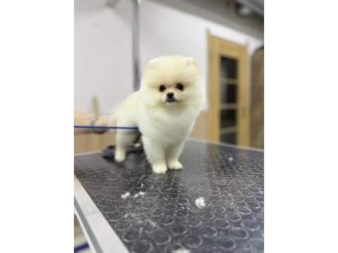 Safkan garantili pomeranian yavrular