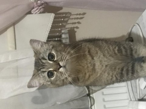 İlgili yuva british shorthair