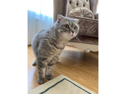 Scottish fold kedim