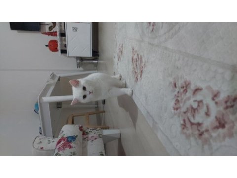 Karbeyaz kedimiz mia size mutluluk getirsin