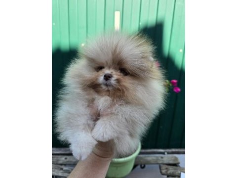 Pomeranian boo micro erkek full şecereli