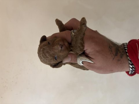 Mini boy toy poodle bebeklerim