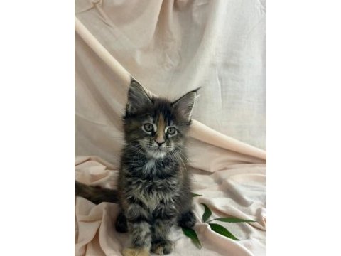 Maine coon özel yavrular