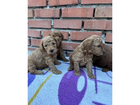 Muhteşem güzellikte safkan toy poodle yavrular