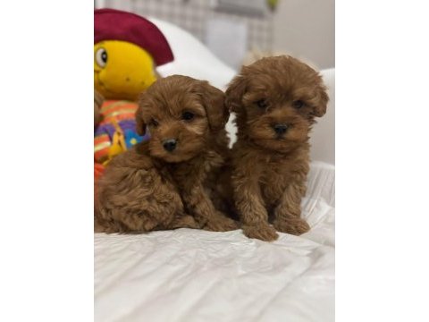 A kalite maltipoo yavrularımız