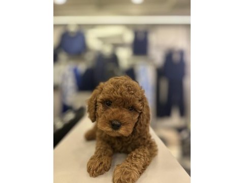 En güzel toy poodle