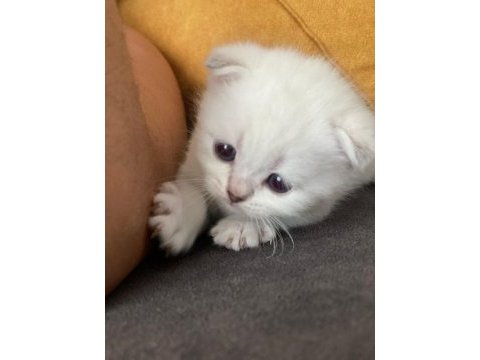 4 yavru kedimiz saf scottish fold