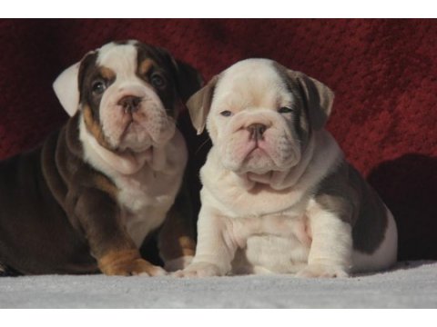 Çikolata ingiliz bulldog yavrular