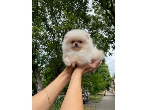 Pomeranian boo teddy