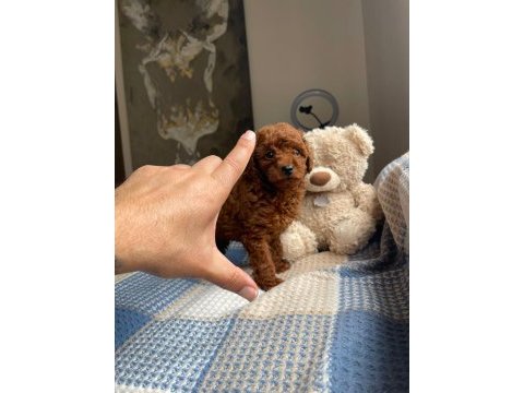 Red brown poodle yavrular