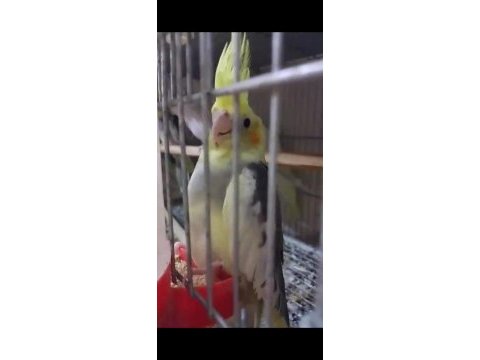 Yeni yeme düşmüş sultan papağanı yavrular