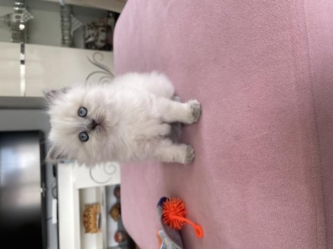 Çok sevimli minnoş british longhair yavrunuz