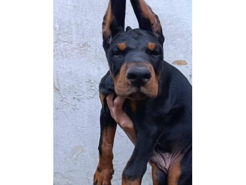 A şecere üst düzey doberman