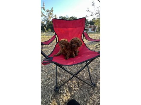 Oyuncak ayıcık red brown toy poodle bebekler