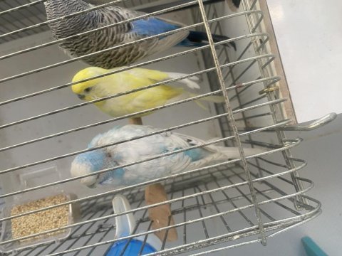 2 çift muhabbet kuşu cins