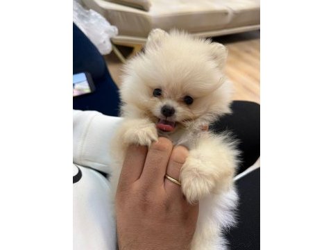 Pomeranian boo köpeği