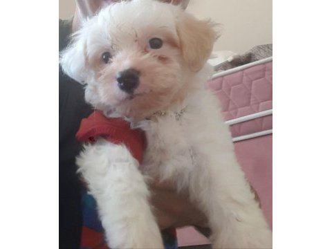 Baldan tatlı terrier yavrumuz