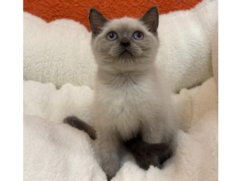 British blue point ve british blue yavrular