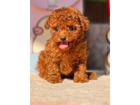 Muhteşem güzellikte kore ve toy poodle yavrularımız